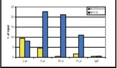 Chromatin Immunoprecipitation: Histone H3 [Methyl Lys4] Antibody [NBP2-59150] - ChIP assays were performed using human osteosarcoma (U2OS) cells, the antibody against H3K4me1 and optimized PCR primer sets for qPCR. Chromatin was sheared. ChIP was performed using sheared chromatin from 1.6 million cells. A titration of the antibody consisting of 2, 5, 10 or 15 ul per ChIP experiment was analysed. IgG (5 ug/IP) was used as negative IP control. Quantitative PCR was performed with primers for the promoter of the ALDOA gene and for the coding region of the myogenic differentiation gene (MYOD), a gene that is inactive at normal conditions. Figure shows the recovery, expressed as a % of input (the relative amount of immunoprecipitated DNA compared to input DNA after qPCR analysis).